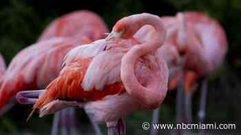 Miami-Dade names the American flamingo the official county bird