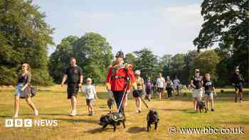 More than 100 join 'biggest' Staffy walk