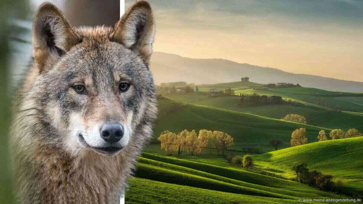 Wolf attackiert Kind beim Grillen in beliebter Urlaubsregion – Familienhündin bezahlt Rettung mit dem Leben