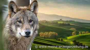 Wolf attackiert Kind beim Grillen in beliebter Urlaubsregion – Familienhündin bezahlt Rettung mit dem Leben
