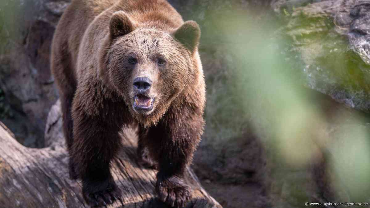 Bärenspuren im Allgäu entdeckt - Behörden mahnen zur Vorsicht