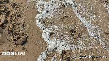 Pellets wash up on beach after crane collapse