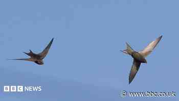 Planning change plea to protect swift population