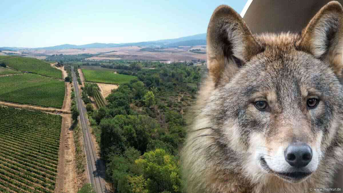 Drama beim Grillen im Garten: Familienhund beschützt Kleinkind (2) vor Wolf und bezahlt mit dem Leben