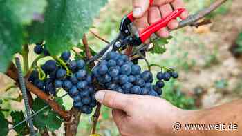 Deutschland beantragt Krisendestillation – Rot- und Roséwein wird zu Biosprit