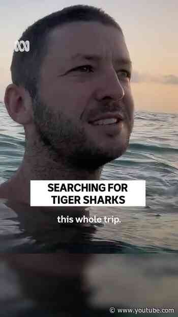 The shark capital of the world