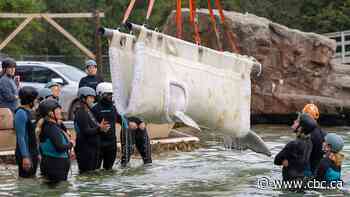 6 beluga whales from Marineland in Niagara Falls, Ont., now swimming in new U.S. homes
