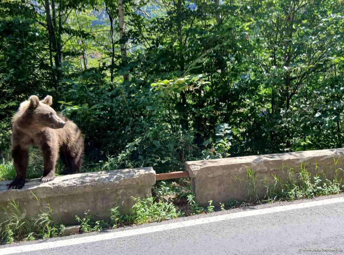 Mögliche Bärenspur im Allgäu – Behörden warnen Wanderer