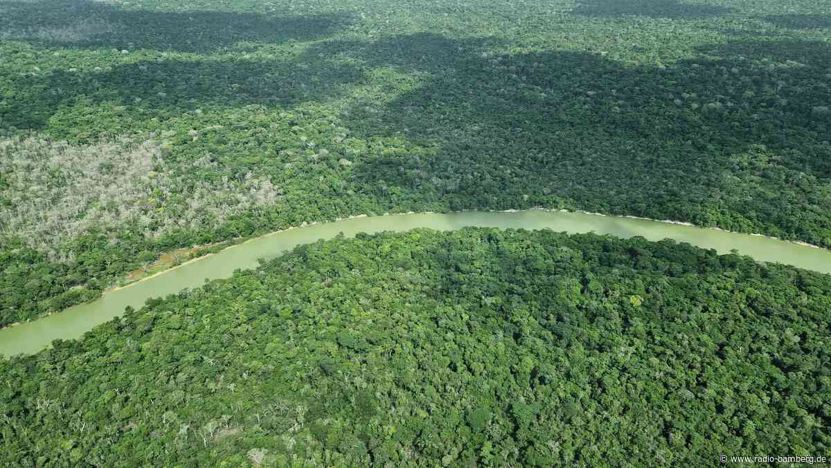 Amazonas: So wenig Waldbrände wie seit 40 Jahren nicht