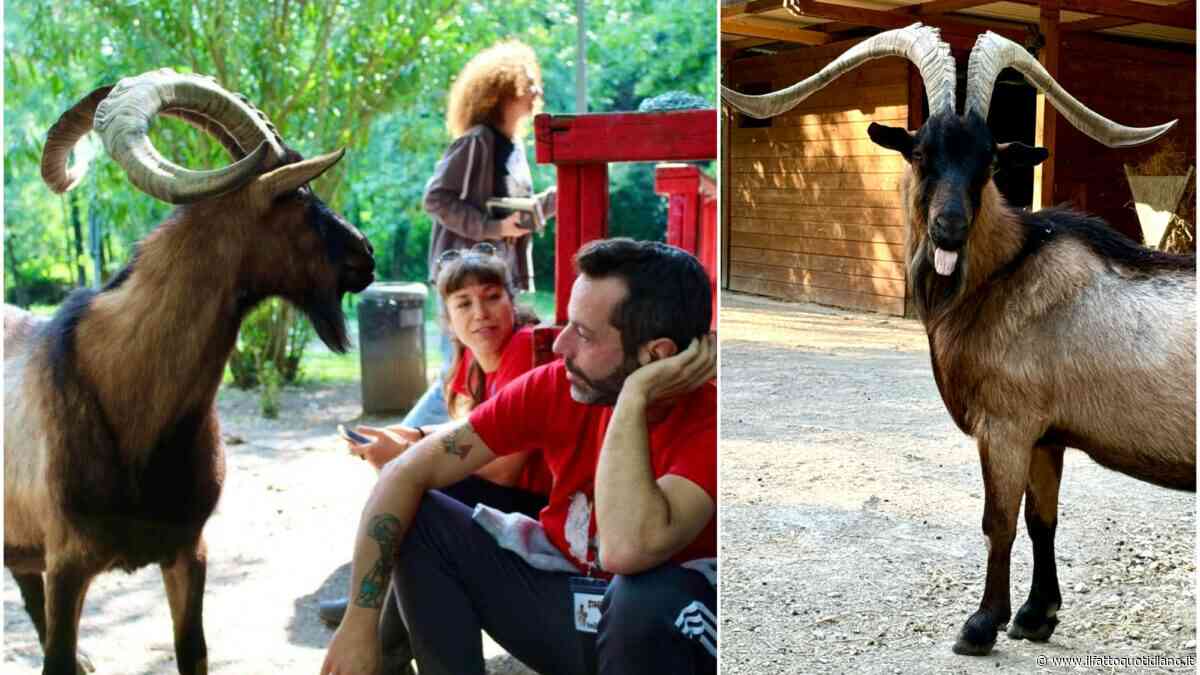 Torna a casa Muschio, il Rifugio per animali Chico Mendes cerca il suo caprone scomparso a Campi Bisenzio: “E’ uno di famiglia”