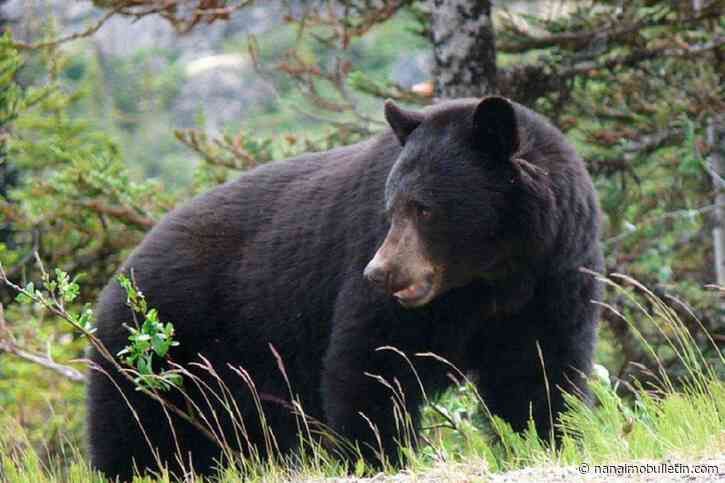 Black bear attack injures hiker on Comox Valley trail