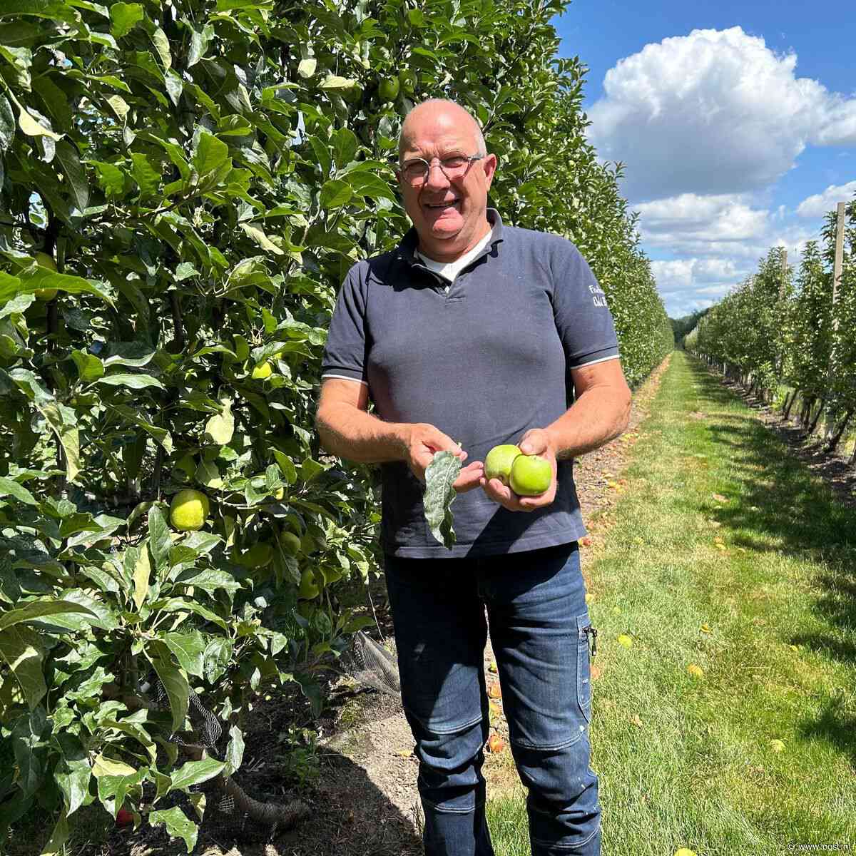 Appeloogst valt tegen, maar niet voor fruitteler uit Rossum: 'Schade valt mee'