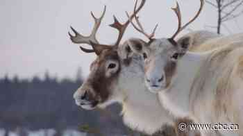 Quebec's captive caribou population grows after 16 fawns are born