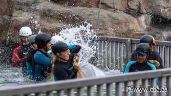 See how they got the belugas from Marineland to the United States, step by step