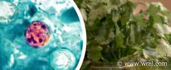 NCDHHS confirms cyclospora outbreak as cases continue to rise