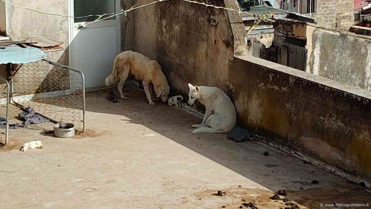Cuccioli morti di caldo a Sciacca, proprietario denunciato. L’assessora: “Il Comune di Sciacca si costituirà parte civile”
