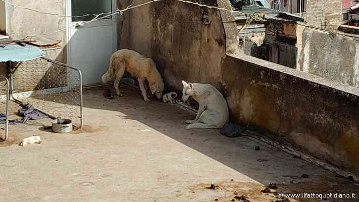 Cuccioli morti di caldo a Sciacca, proprietario denunciato. L’assessora: “Il Comune di Sciacca si costituirà parte civile”
