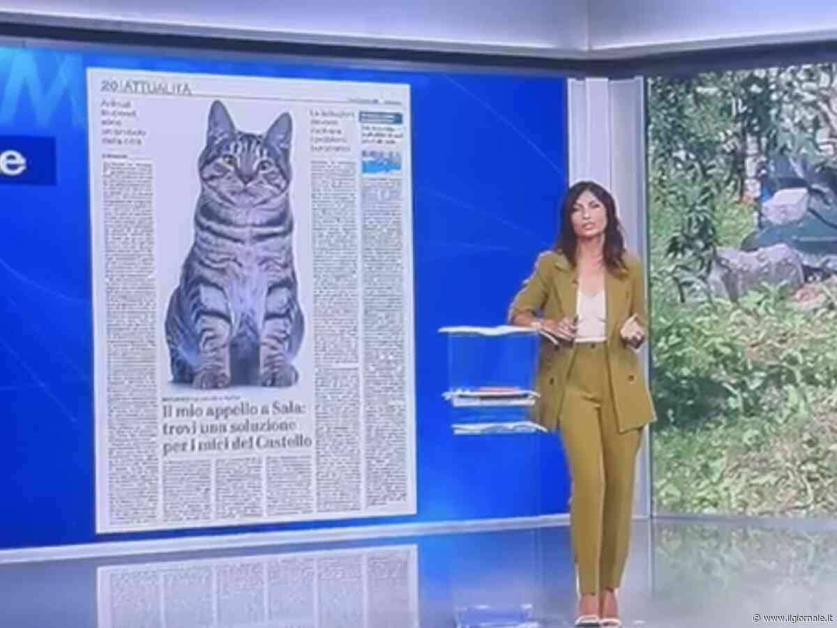 Gatti sforzeschi, l'appello di Feltri al tg4: "Ascoltate questi volontari. Andate loro incontro"