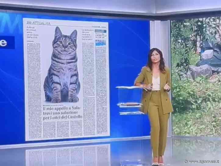 Gatti sforzeschi, l'appello di Feltri al tg4: "Ascoltate questi volontari. Andate loro incontro"