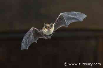 Junction Creek committee to host two bat walks in Sudbury this week