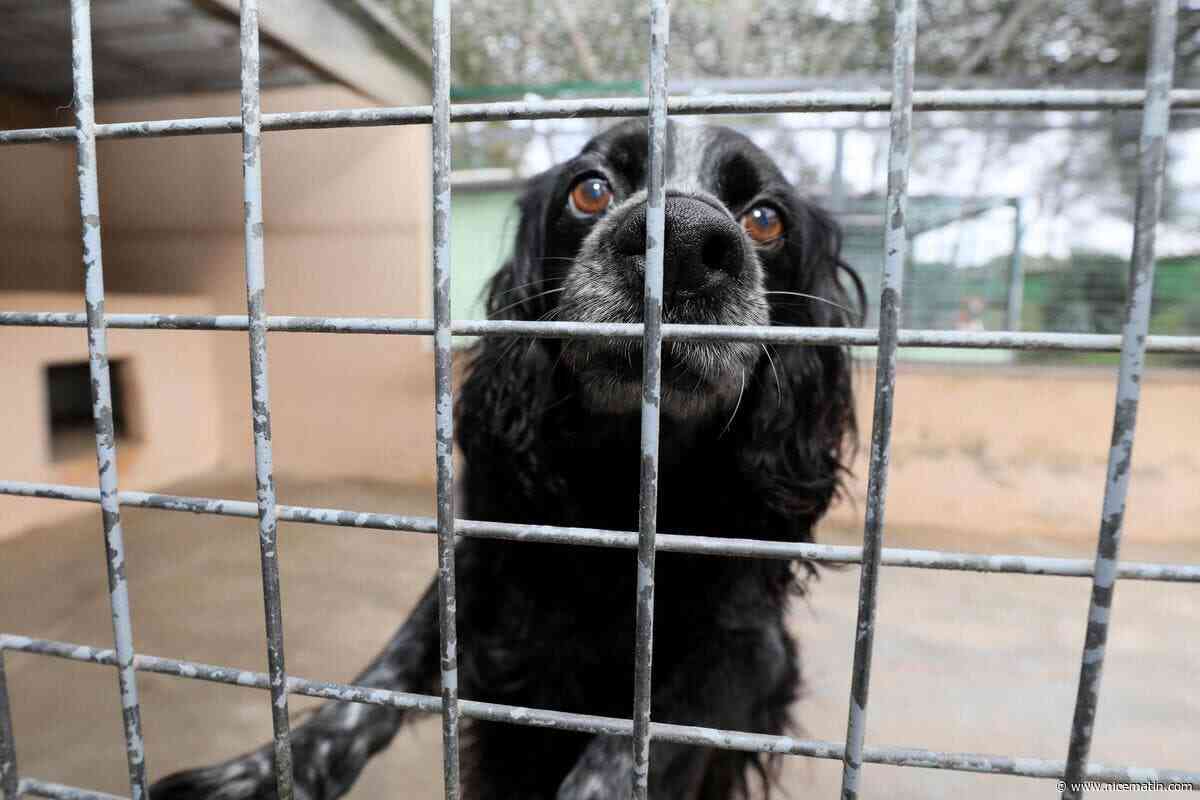 « Elle a pris un coup de vieux cette année » : l’association Asa06 cherche des solutions pour faciliter les adoptions d’animaux senior