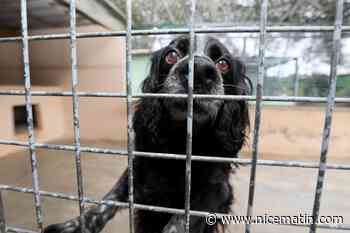 « Elle a pris un coup de vieux cette année » : l’association Asa06 cherche des solutions pour faciliter les adoptions d’animaux senior