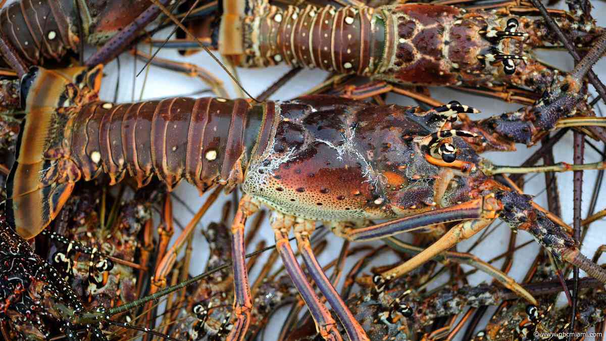 Canadian man arrested for multiple lobster violations in Florida Keys, FWC says
