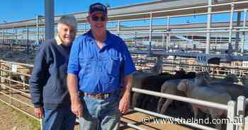 New-season lamb predictions robust despite producers chasing mutton highs