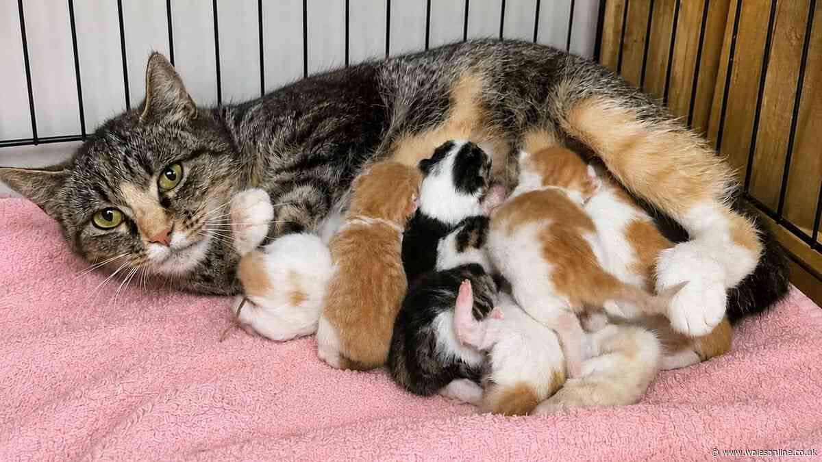Rescue centre issues heartbreaking news on kitten born with two noses and two mouths