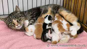 Rescue centre issues heartbreaking news on kitten born with two noses and two mouths