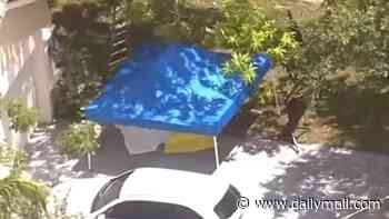 Tragedy after kind-hearted mother, 56, climbed mango tree in her garden to pick fruit she liked to share with neighbors