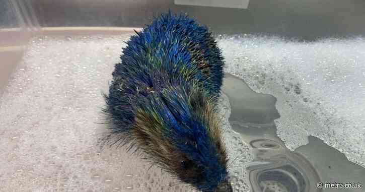 Four arrested after hedgehog spray painted in Leeds United colours