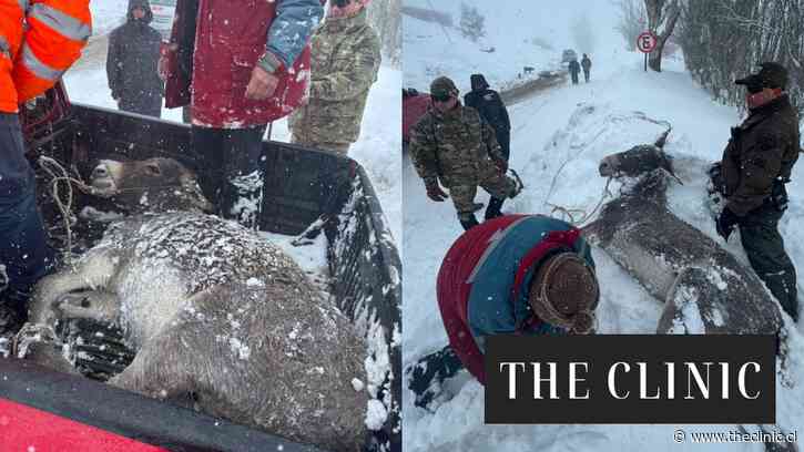 Burro es rescatado tras quedar atrapado bajo la nieve en camino a La Parva