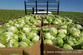 Local farmers reap rewards from ‘explosive diarrhea’ outbreak as shoppers avoid pre-packed produce