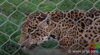 ABQ BioPark announces the death of Maya the jaguar