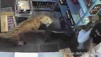 Moment leopard barges into alcohol store and attacks shopkeeper - before he manages to lock massive cat inside