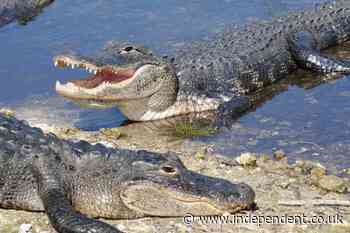 Alligators and crocodiles among thousands of dangerous wild animals being kept as pets in Britain, research shows