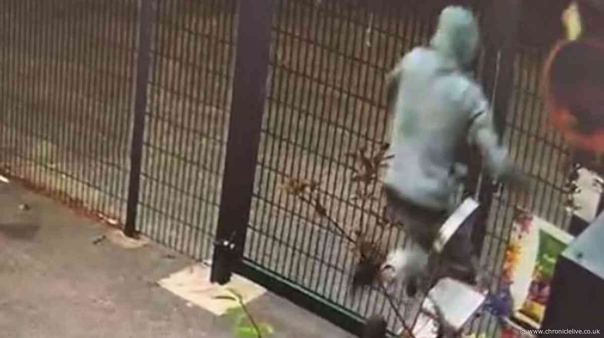 Bungling thief caught on camera falling off ladder while stealing plant pots from North East garden centre