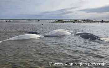 Whale of a rescue in Churchill
