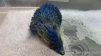 Four men are arrested after hedgehog is painted in Leeds United colours - leaving spiky mammal struggling to breathe