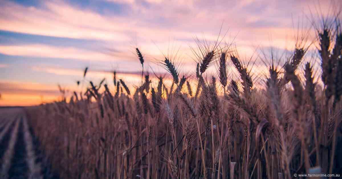 War premium hits: how global risk is now shaping Australian grain prices