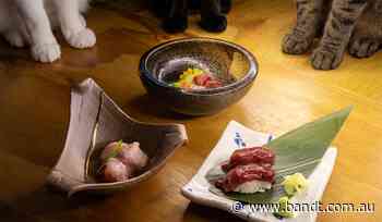Cats Treated To Omakase Experience In RAWR’s Unusual Campaign Via Thinkerbell