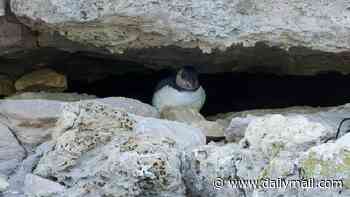 Puffin chicks return to Dorset! Pufflings are spotted on UK's south coast for the first time in 30 years