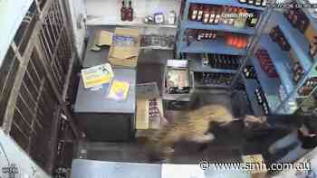 Leopard runs wild in a liquor store in India