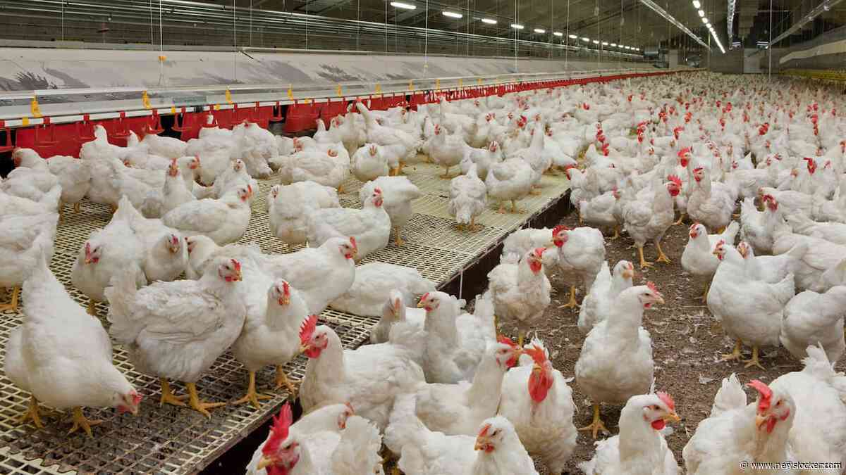 Brabant erkent fouten in communicatie over intrekken vergunningen van boeren