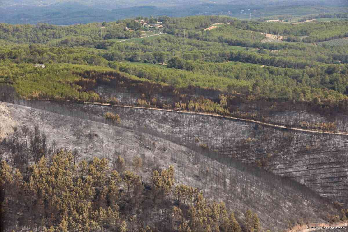 Incendie dans le Var : combien de temps une forêt méditerranéenne met-elle pour se régénérer après le passage des flammes ?