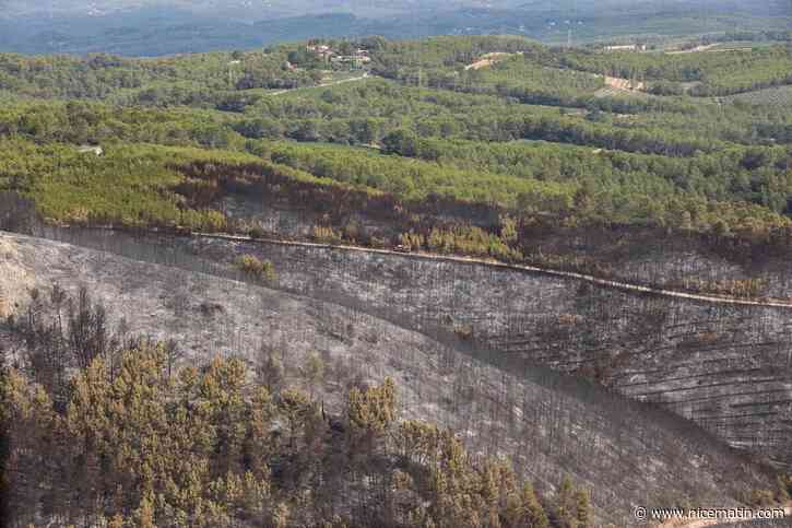 Incendie dans le Var : combien de temps une forêt méditerranéenne met-elle pour se régénérer après le passage des flammes ?