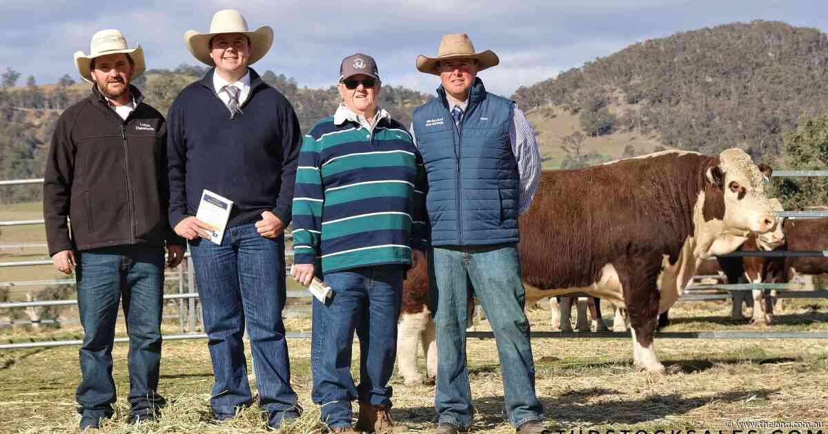 Buyer pays top dollar for 'four fence-lengths' Lotus Hereford bull