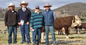 Buyer pays top dollar for 'four fence-lengths' Lotus Hereford bull