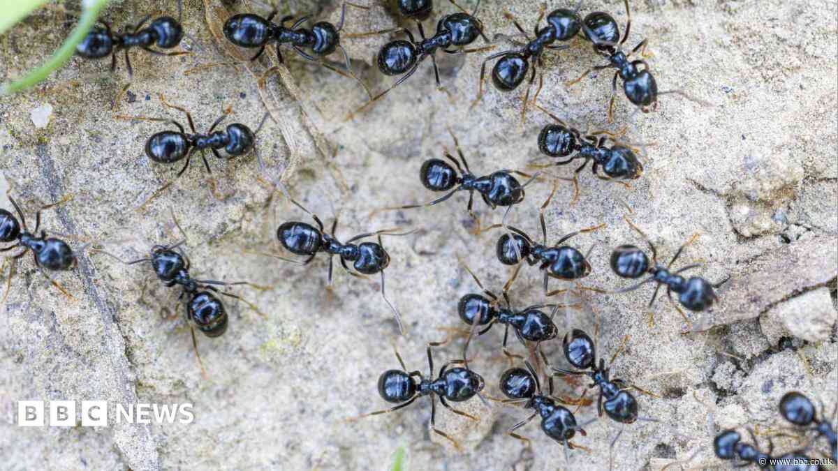Michelin-starred restaurateur faces jail for using ants as dessert garnish